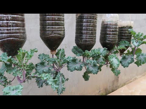 Let s grow bitter melon for your family this way it s very fruity and easy to make