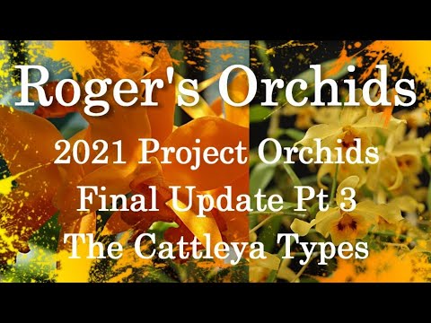 2021 Project Orchids - Final Update Pt3 The Cattleya Types