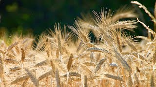 Cultivo de trigo cresce no Nordeste com produtividades acima da média