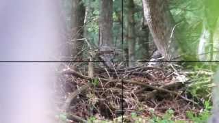 preview picture of video 'JC Airsoft Sniper Scope Cam #2 Battle for Breedlands VI'