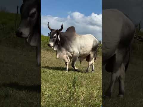 PENTA CAMPEÃO NA PARAÍBA - RACIONAL ALAGOINHA🏆 #shorts