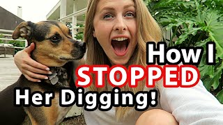 STOP Your DOG DIGGING in the Yard (GUARANTEED!)