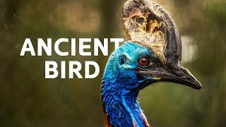 The World's Most Dangerous Bird Battling For Survival | Cassowary Dino Bird Documentary