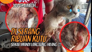 Download lagu Grooming Kucing Kutuan. Kutunya Beribu 😱 . Sekali Grooming Langsung Bersih 👍 mp3