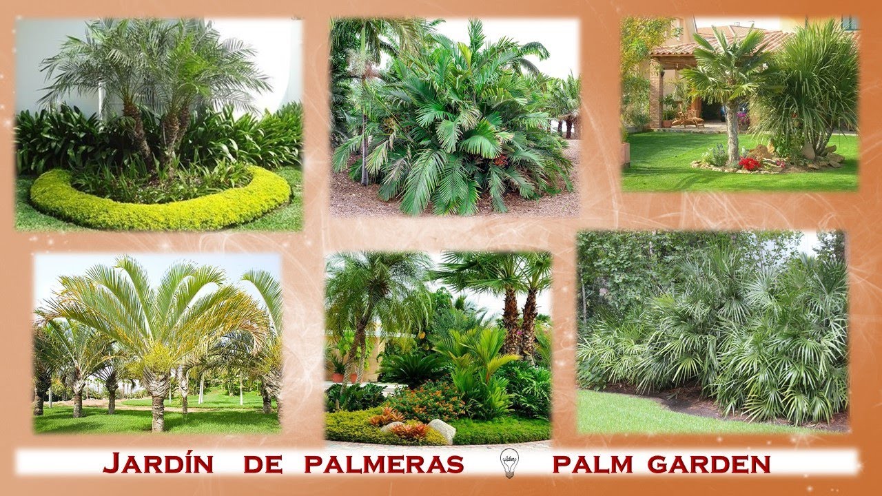 Watch Jardin de Palmeras 🌴 Palm Garden 🌴🌴 Now Jardin de Palmeras 🌴 Palm Garden 🌴🌴