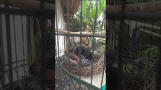 Download lagu anakan burung srigunting hitam mp3 Download lagu anakan burung srigunting hitam mp3