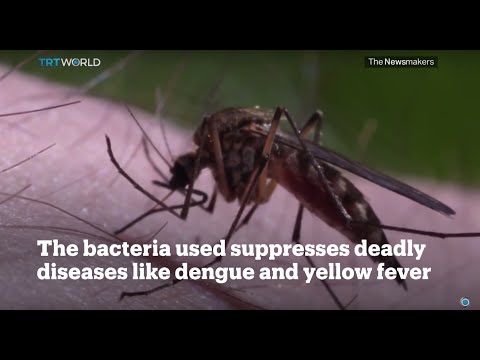 Picture This: The World's Biggest Mosquito Factory