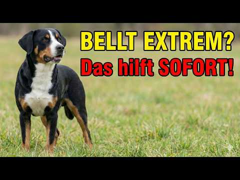 Appenzeller Sennenhund erziehen: 7 Tipps, die du SOFORT umsetzen musst!