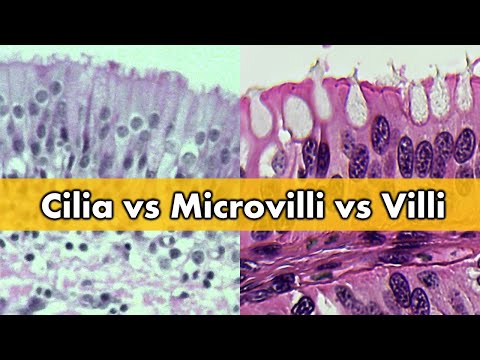Cilia vs Microvilli vs Villi