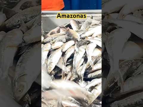 Fartura de peixes, Terminal Pesqueiro-Manaus #amazon #fishing #amazing
