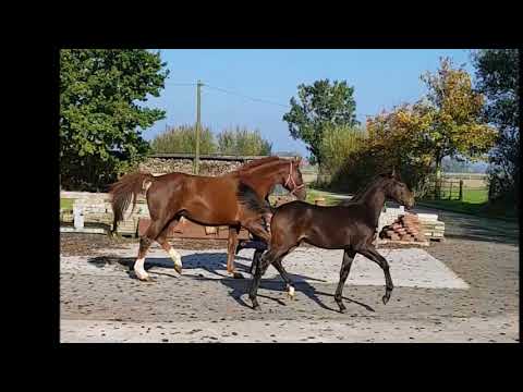 Hengstfohlen Millenium*Fidertanz