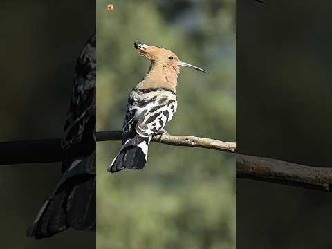 Eurasian Hoopoe Sounds ❤️ (2)