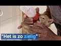 Dit piepjonge katje werd gedumpt in een ondergrondse container
