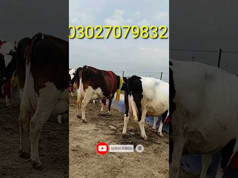 , title : 'Salam Mandi Bhalwal Jersey Australian Dutch Cholistani Cow || Dairy Pakistan'