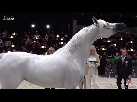 N 70 BAVIERA HVP   Paris 2019   Senior Females Class 3A