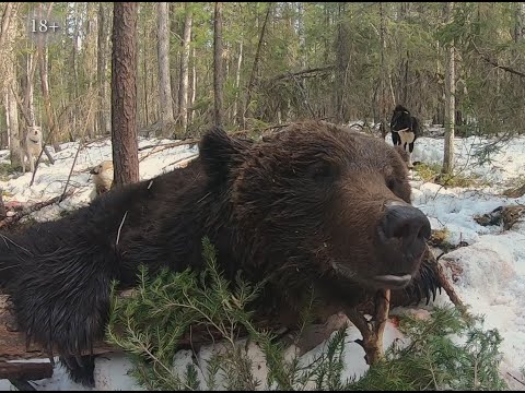 Фильм 5. Охота на медведя с лайками 2019. Самый большой медведь сезона