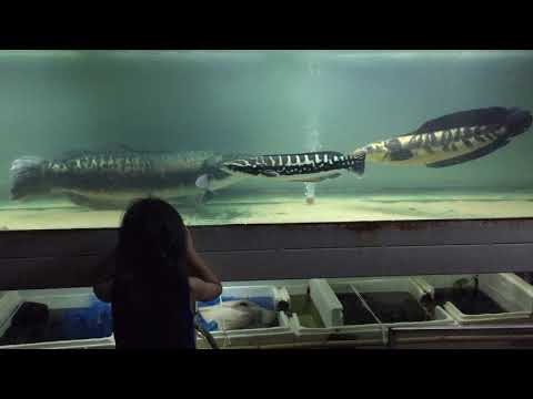 Giant snakehead fish ep.2