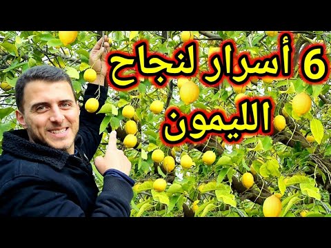 , title : '6 نصائح مهمة جداً لزيادة إثمار شجرة الليمون ومنع تساقط أزهار الليمون'