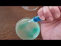The correct way to streak an agar plate with a spore syringe