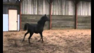 AB Gi Gi black arabian stud
