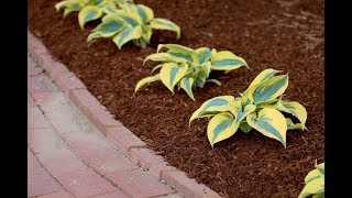 Shadowland 'Autumn Frost' Hosta