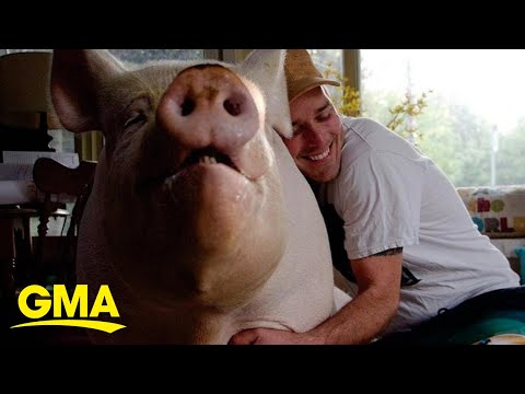 Micro Pig Full Grown