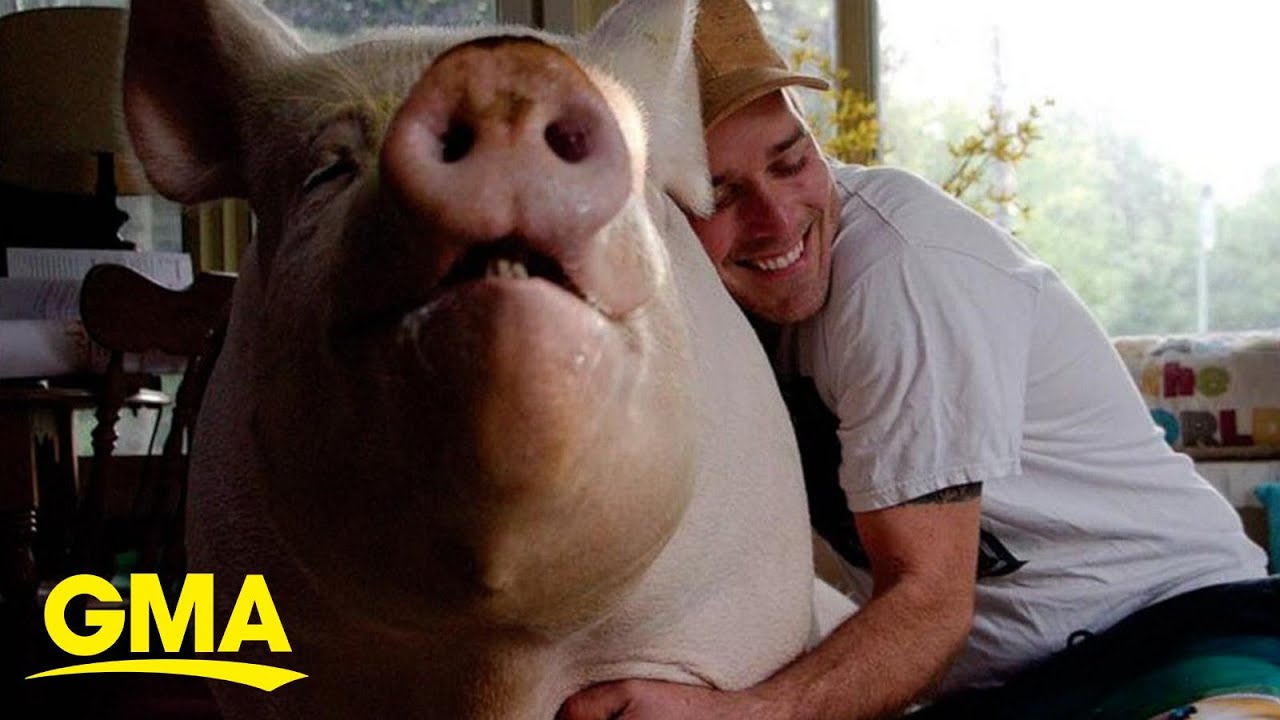 Man thought he was adopting ‘micro-pig’ but now has 600 pound pig in his house l GMA