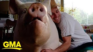 Man thought he was adopting ‘micro-pig’ but now has 600 pound pig in his house l GMA
