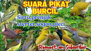Download lagu Pikat Request an Sirtu, Prenjak, Sogon, Pleci Ampuh Pikat Burung Kecil mp3 Download lagu Pikat Request an Sirtu, Prenjak, Sogon, Pleci Ampuh Pikat Burung Kecil mp3