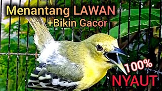 Download lagu SIRTU GACOR VARIASI MENANTANG LAWAN 100% DIJAMIN NYAUT BIKIN SIRTU GACOR SEMUA mp3 Download lagu SIRTU GACOR VARIASI MENANTANG LAWAN 100% DIJAMIN NYAUT BIKIN SIRTU GACOR SEMUA mp3