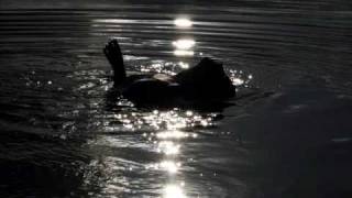 Wayfaring Pilgrim - Roy Buchanan.wmv