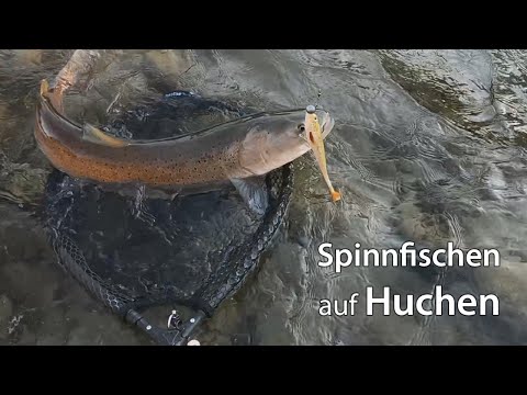 Mur - Huchen 2020 • Live BISS & DRILL • GoPro Hero 8 Black 4K Test