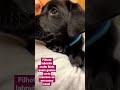 Pet Fofinho Cao Husky Amor Cachorrinho Gatinha Americana Animais Fofinha Feed Short