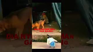 Download lagu UDIN NYOLONG MANGGA #shorts #shortsvideo #shortyoutube #dubbinglucuterbaru #onyonchanel mp3 Download lagu UDIN NYOLONG MANGGA #shorts #shortsvideo #shortyoutube #dubbinglucuterbaru #onyonchanel mp3