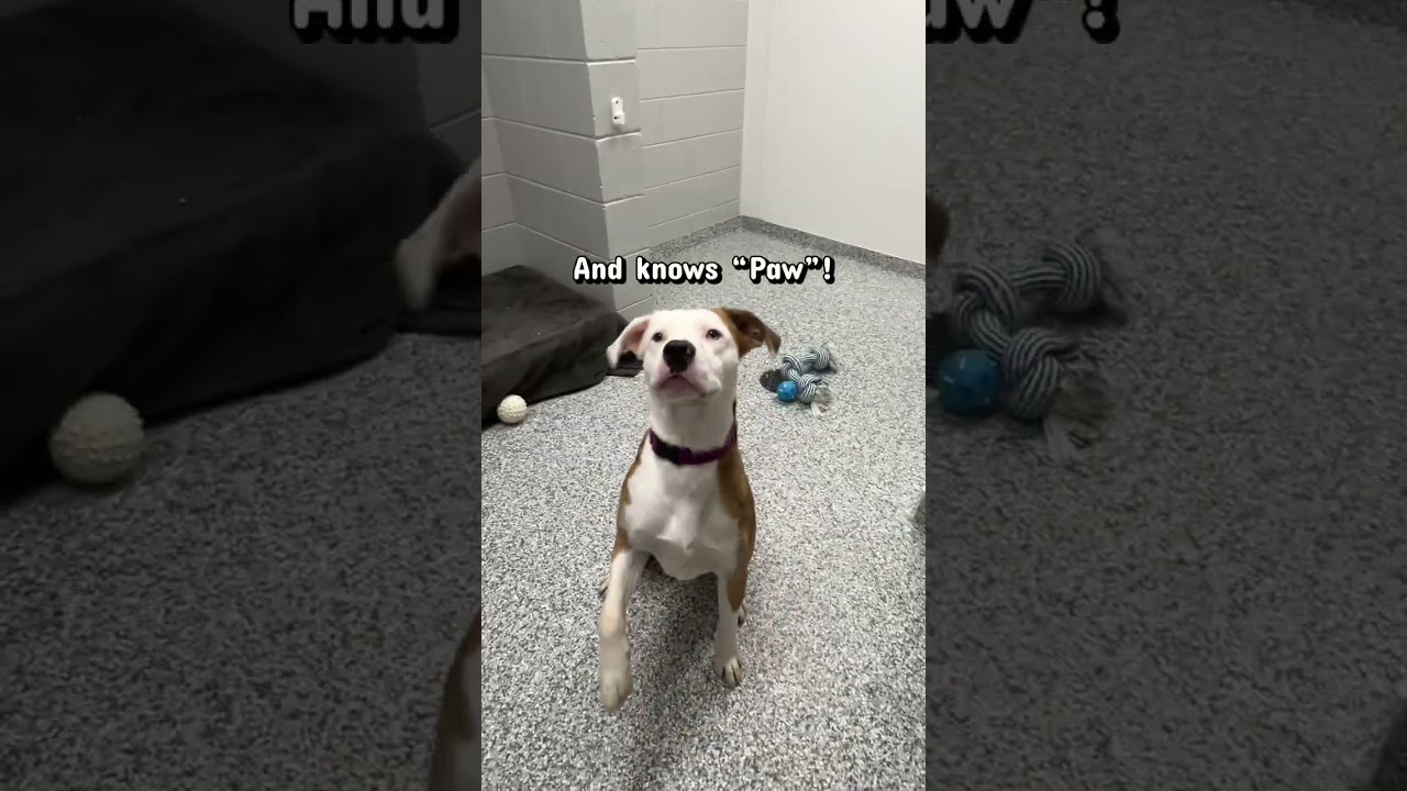 Enlarge Gulliver, a Adoptable mixed breed in Brookfield, WI video 3/3