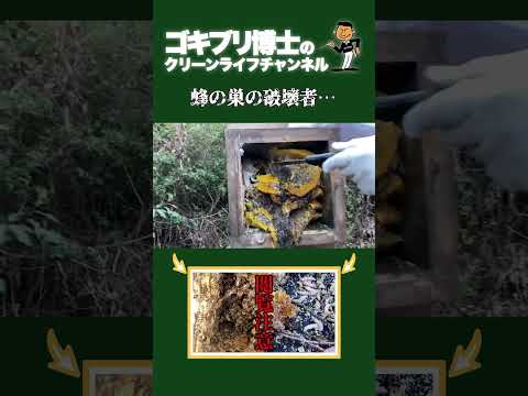 害虫駆除者としての昆虫の共有コミュニティ