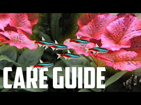 How to Care for Tiger Lotus - Easy Red Plant for Aquariums