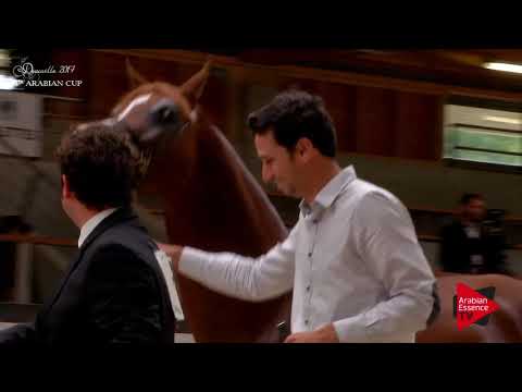 82 AL BAHHAR JFD - Best in show male Deauville 2017