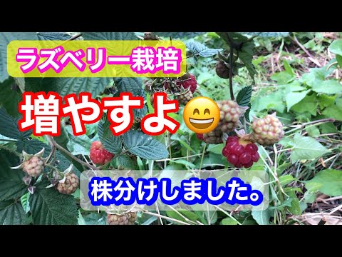 ラズベリーの茂みの錆を防ぐ方法 自然療法 鉄ニンニク アドバイス方法 庭のヒント 2023