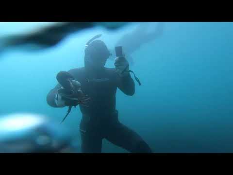 Diving Cape Palliser - Crayfish & Paua