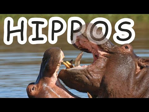 All About Hippos for Kids: Hippopotamus for Children - Fun Facts About Hippos for Young Explorers