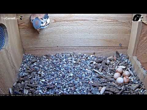 Five Eggs For The Wisconsin Kestrels! – April 26, 2019