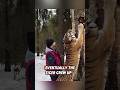This Orphaned Tiger Cub Was Rescued By A Kind Man And Then This Happened Rescue Tiger