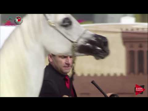 N 256 DIVINE JUSTICE CME   UAE Nationals 2019