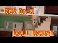 Rat In A Dollhouse Starring Sunny The Rat Parry Gripp