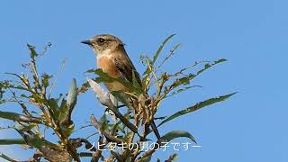 ノビタキの男の子と女の子