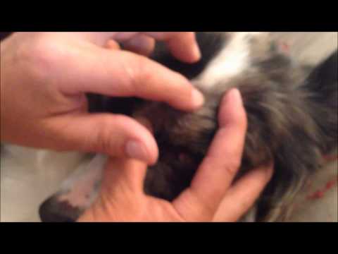 Safe and Easy Tick Removal, No Tweezers and No Pain.