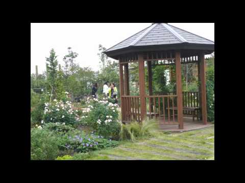 花菜ガーデンの秋バラ ＢＧＭ： 里の秋 宵待ち草 のサムネイル