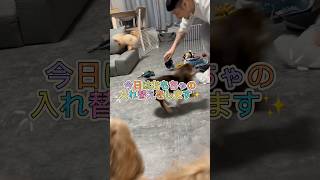 どんなおもちゃがあるかな🧸✨ #犬のいる暮らし #いぬすたぐらむ