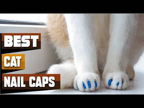 Best Cat Nail Cap In 2021 - Top 10 Cat Nail Caps Review
